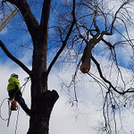 pruning and trimming