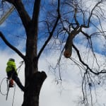 pruning and trimming