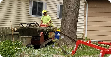 stump grinding