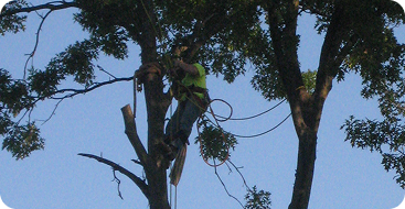 tree health