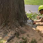 tree removal