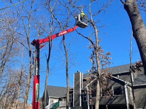 tree care services in Hazelwood: